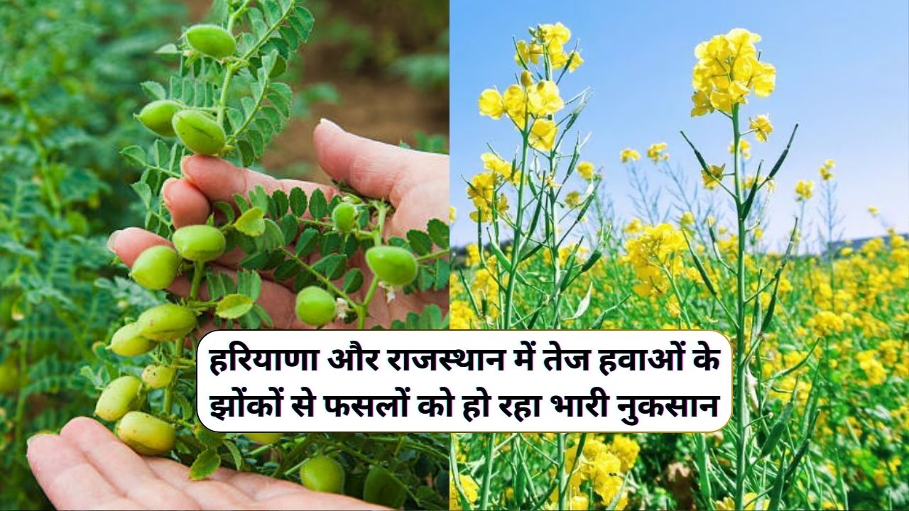 Haryana Rajasthan Ka Mausam